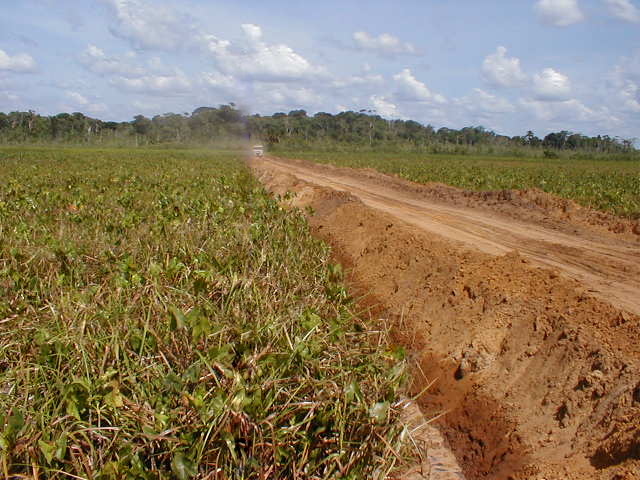 Sand road across swamp